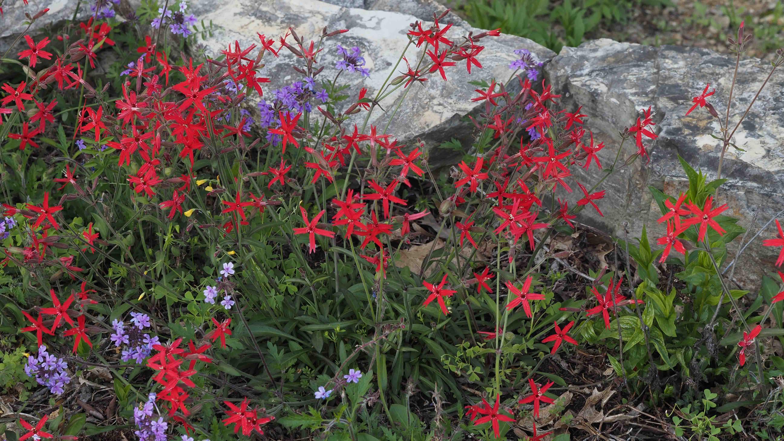 Silene virginica red flowers