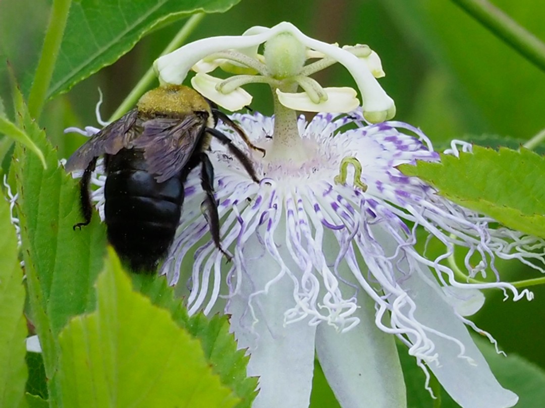 Carpenter Bee under style