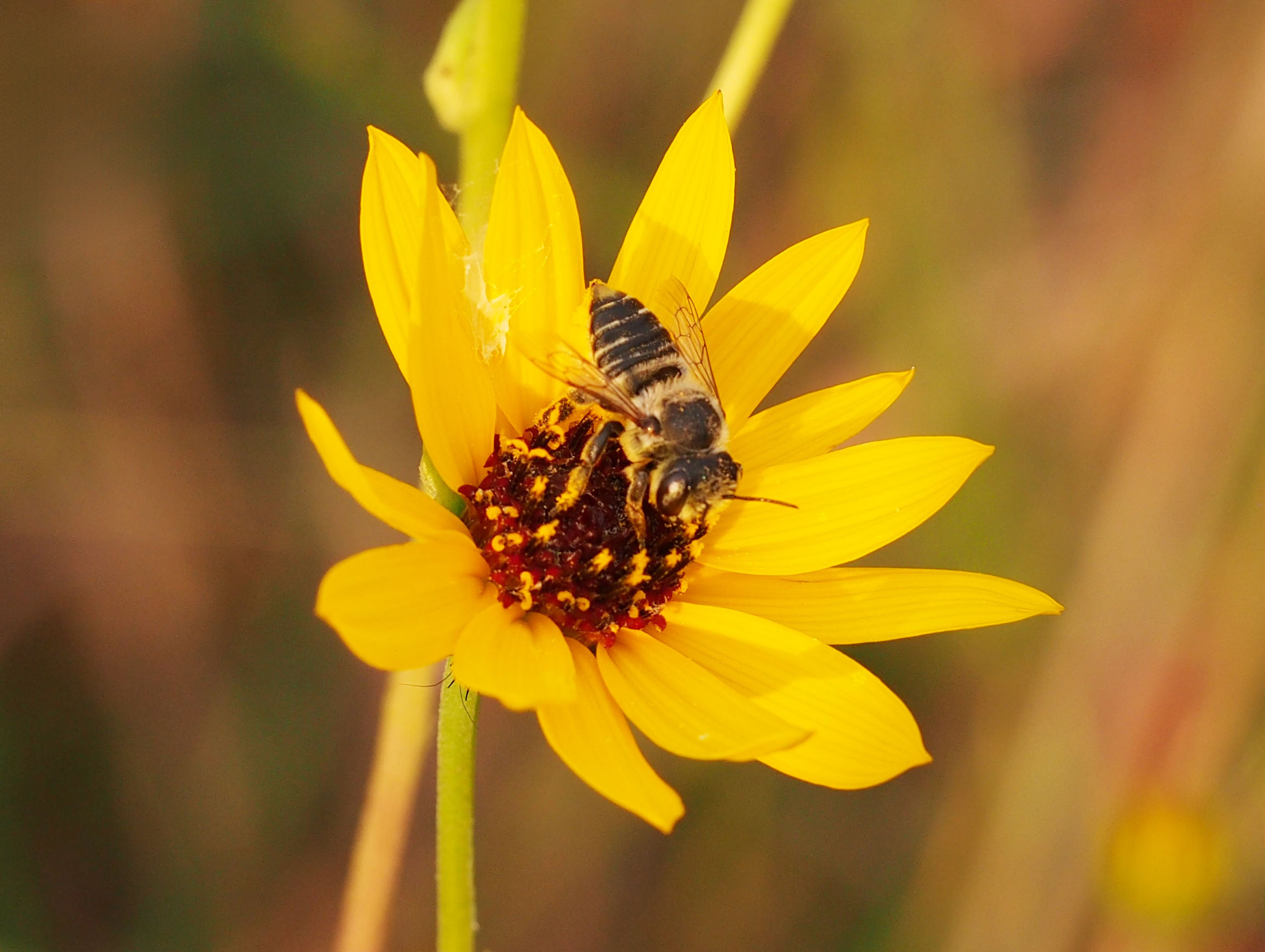 Leaf-cutter bee