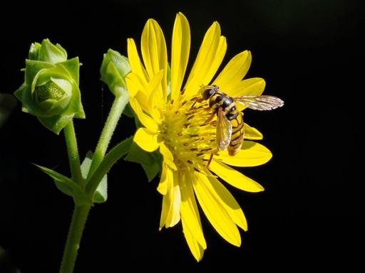 Virginia Flower Fly