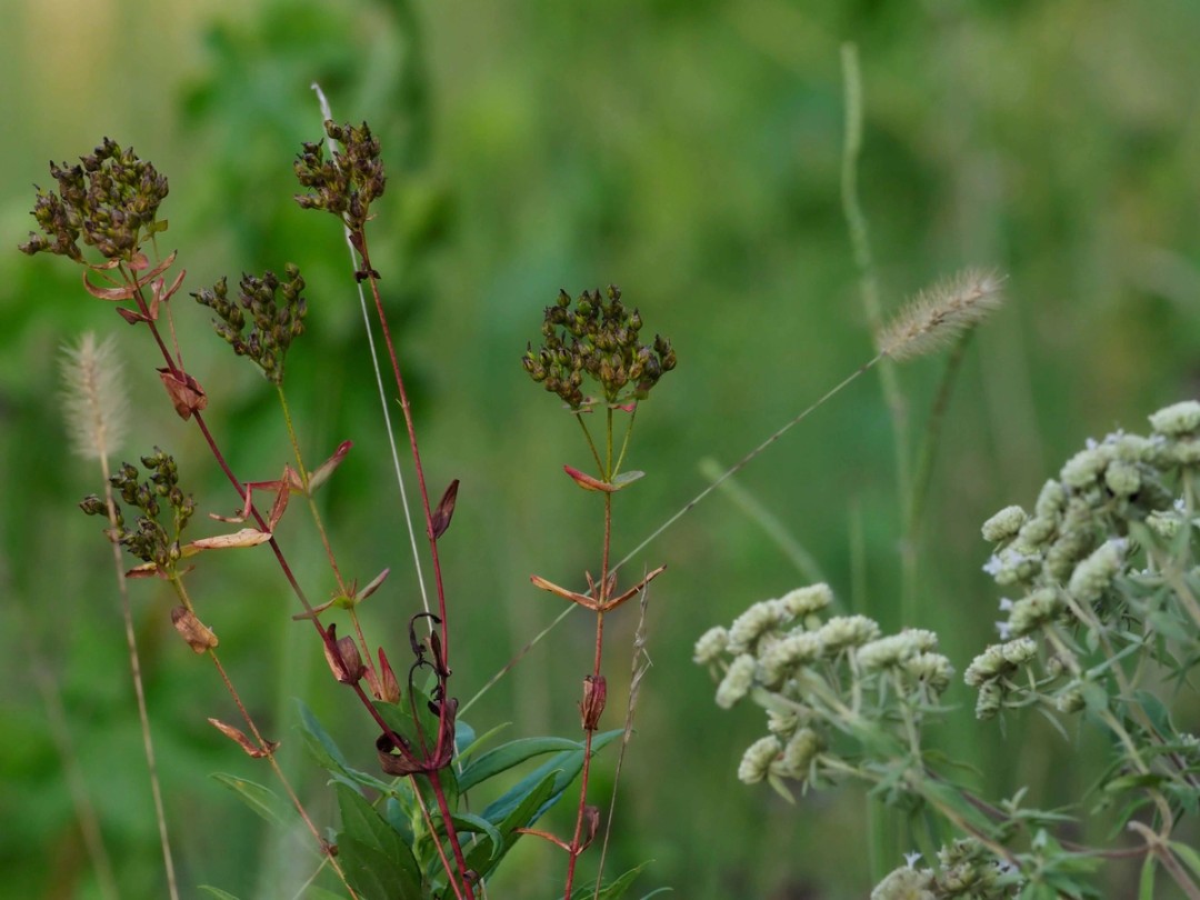 with Pycnanthemum pilosum