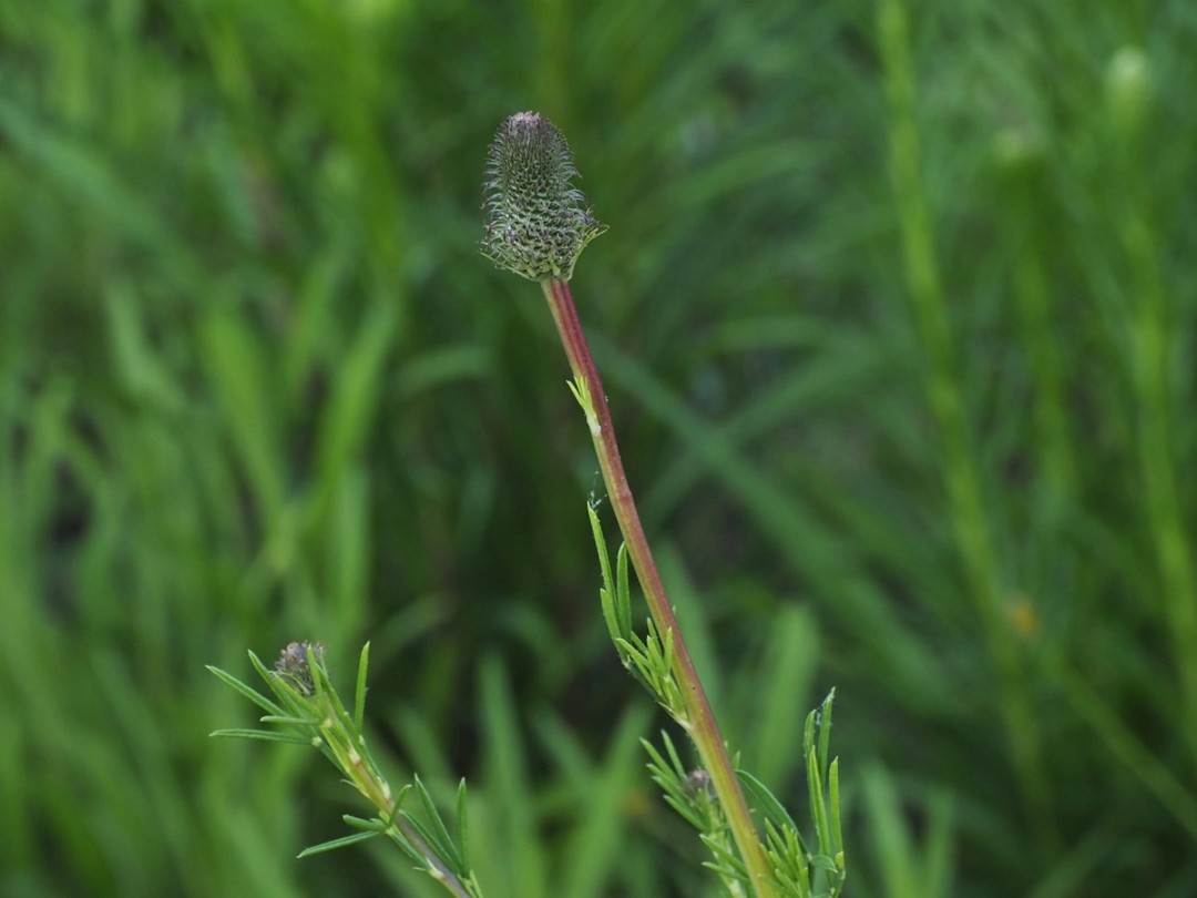 Bud, stem and leaves