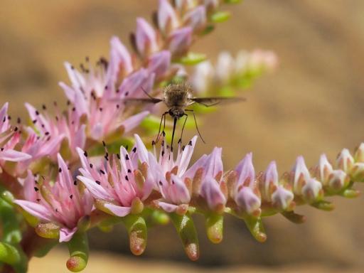 Bee flies are common visitors to Sedum pulchellum