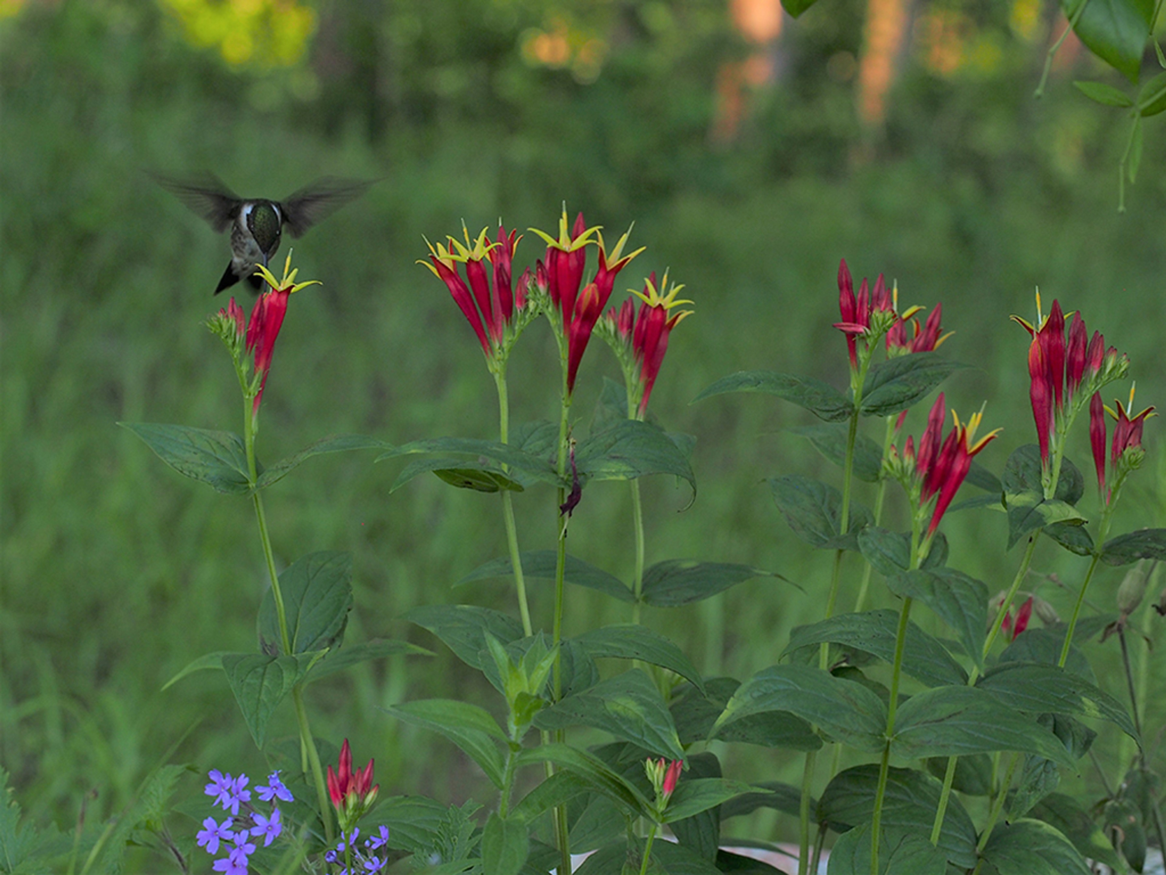 Hummingbird seeking nectar