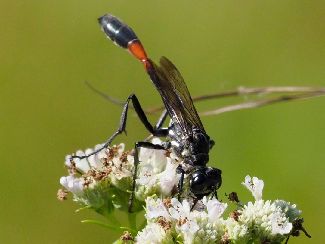 Tall Thread-waisted Wasp