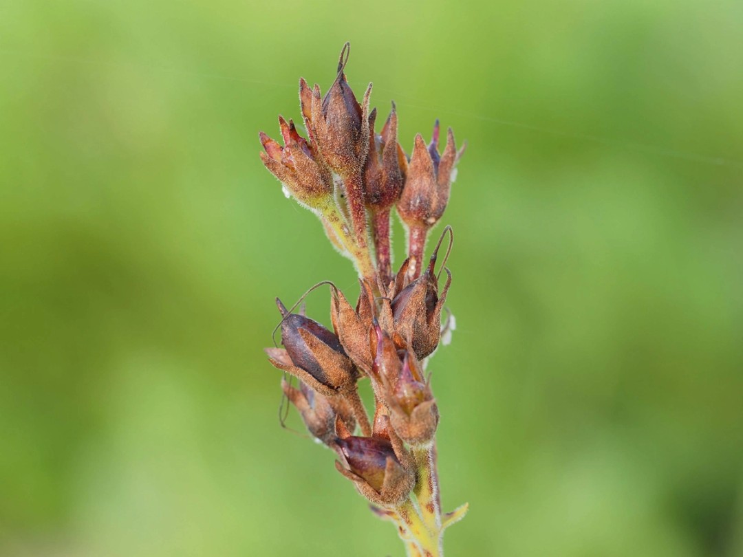 Ripe seed pods