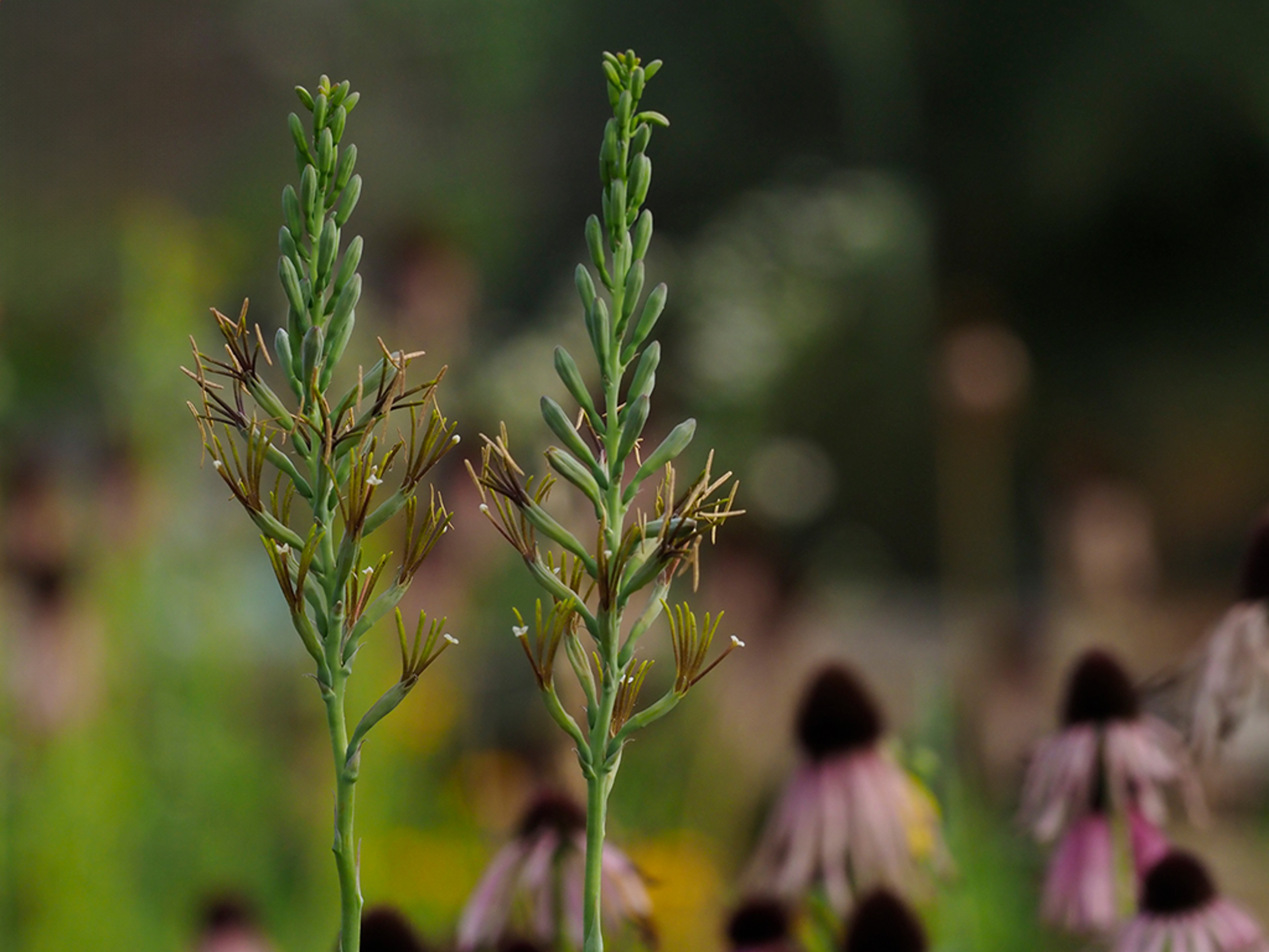 Manfreda virginica in glade habitat with Echinacea simulata