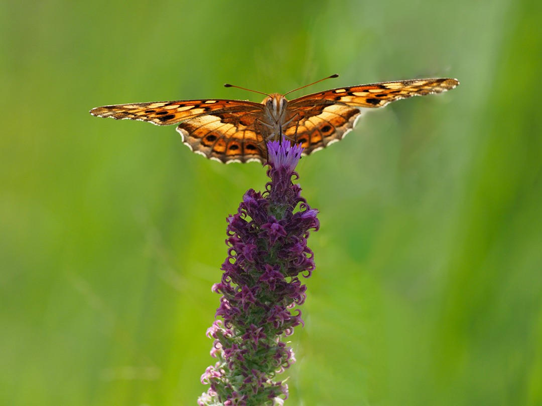 Variegated fritillary