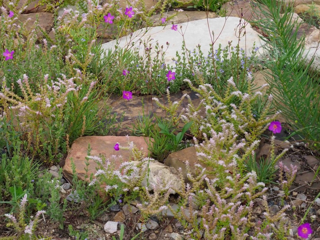 with Sedum pulchellum