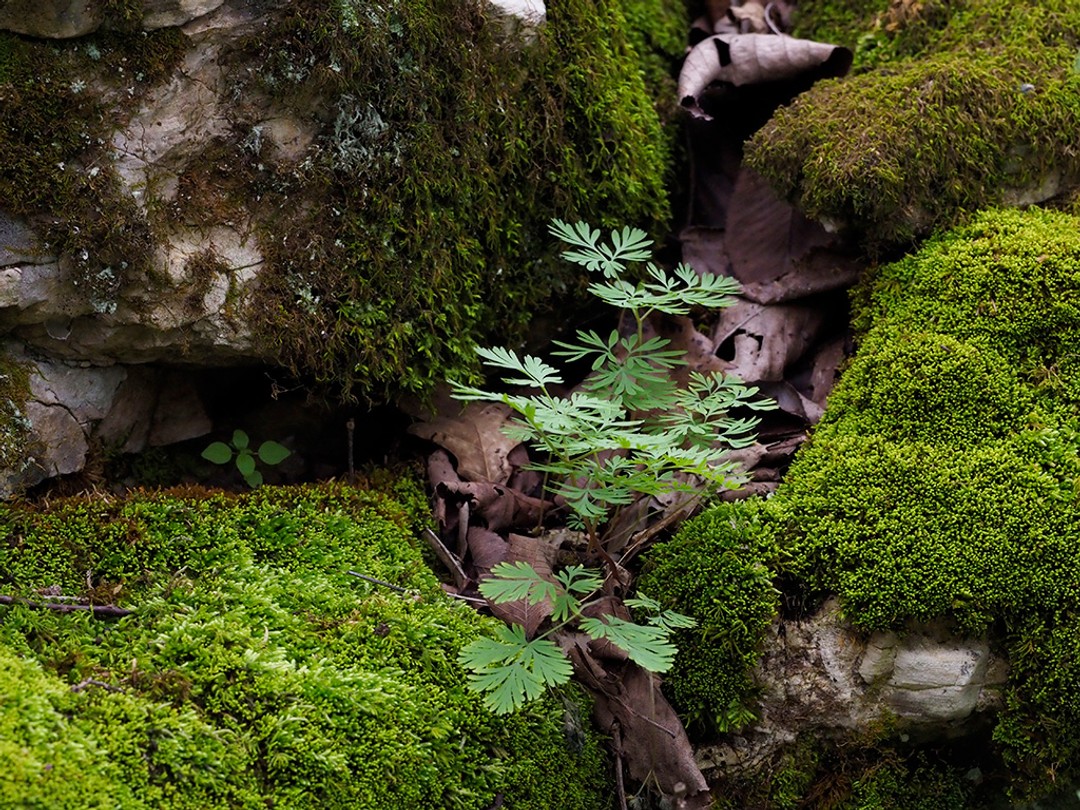 Thriving among mossy boulders in rich woodland
