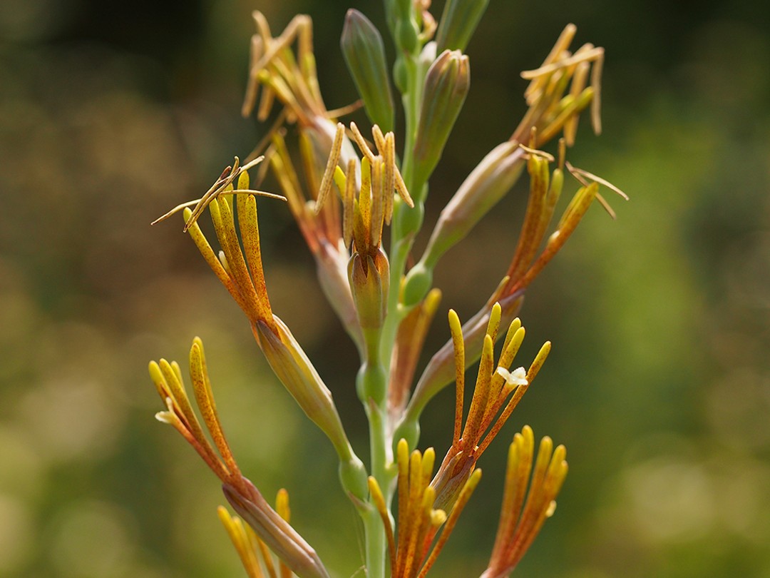 Flower showing filamints and anthers