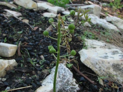 Developing fruit of Wild hyacinth