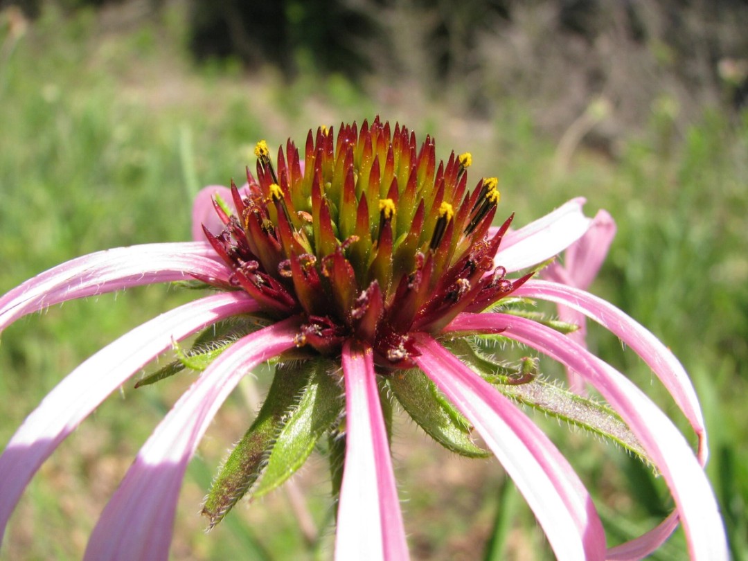Yellow pollen on disk florets