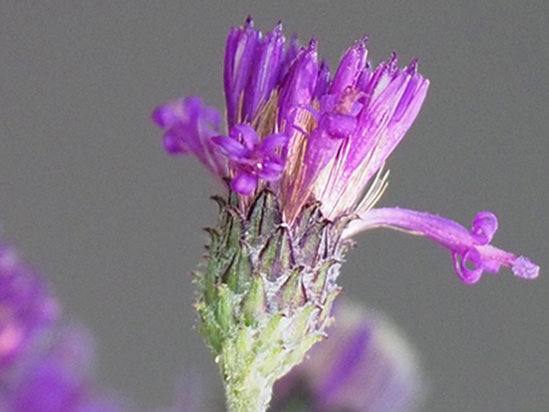 Recurved tips of bracts