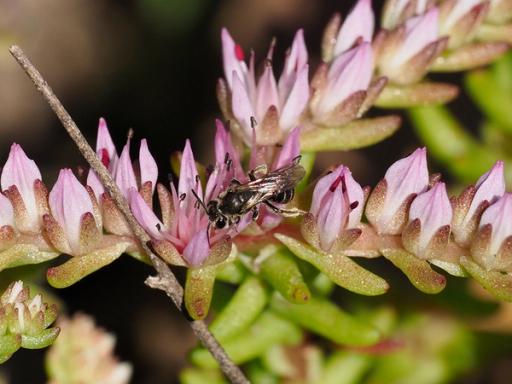 Mining Bees are pollinators of Widow's cross