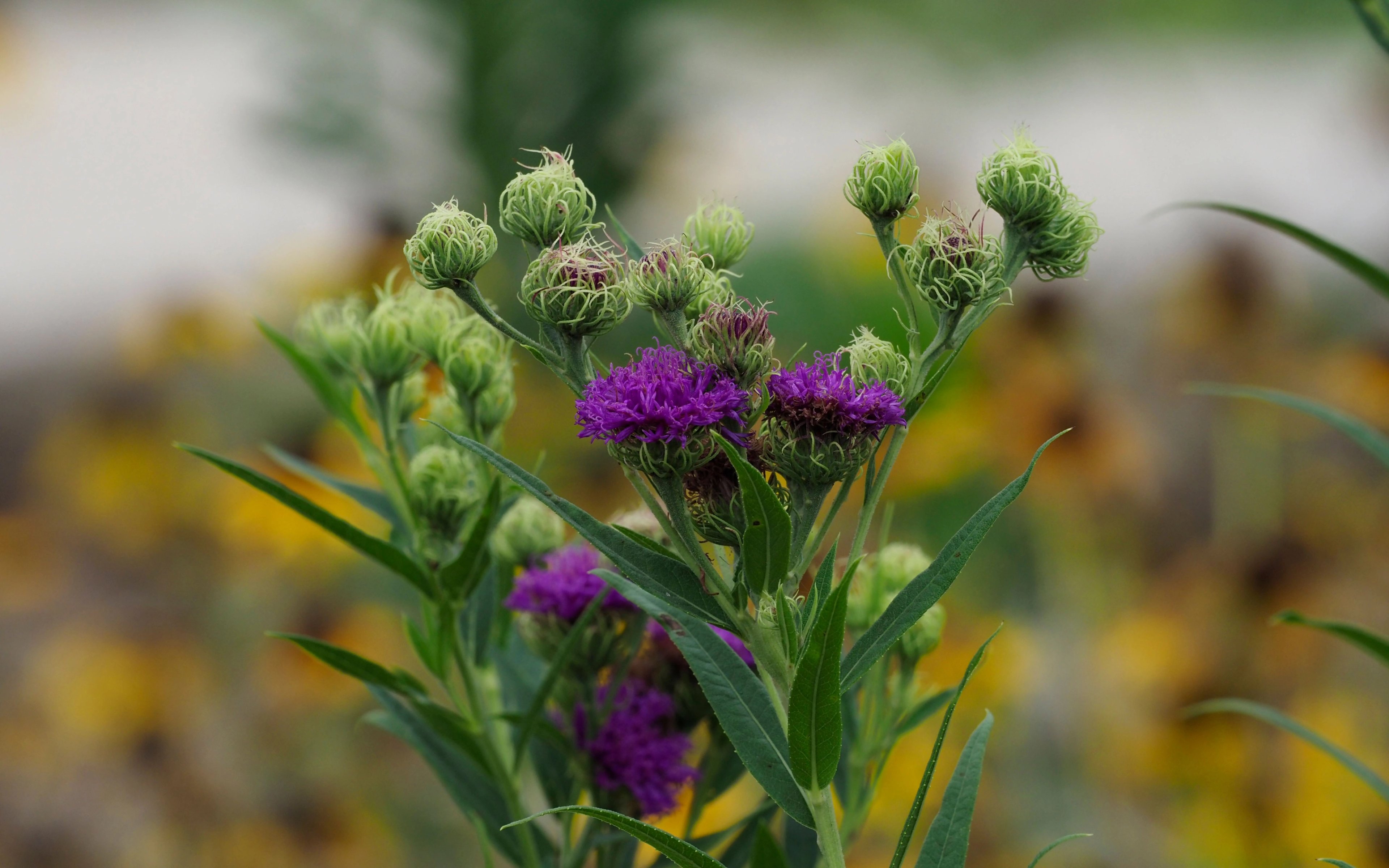Purple flowers of Vernonia arkansana