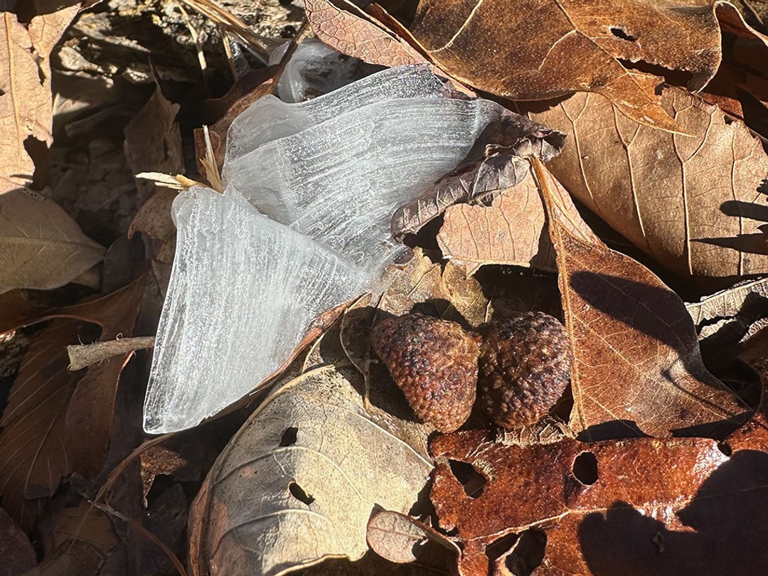 Frost flower in early winter