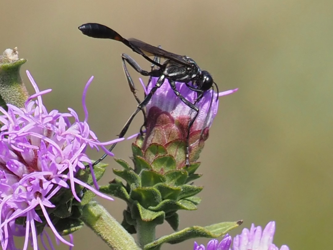 Ammophila wasp