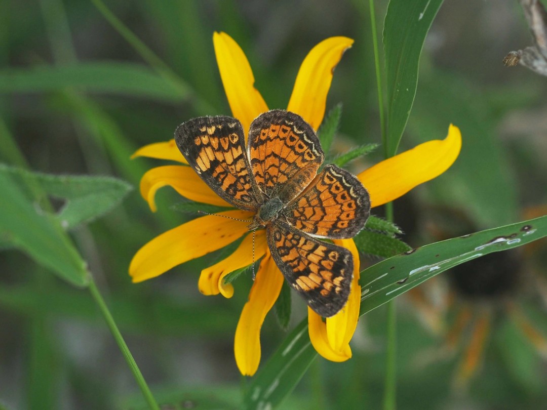 Pearl crescent