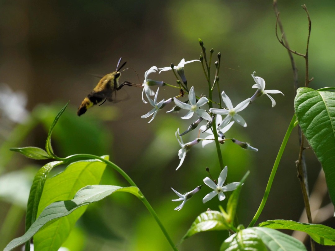 Snowberry clearwing moth
