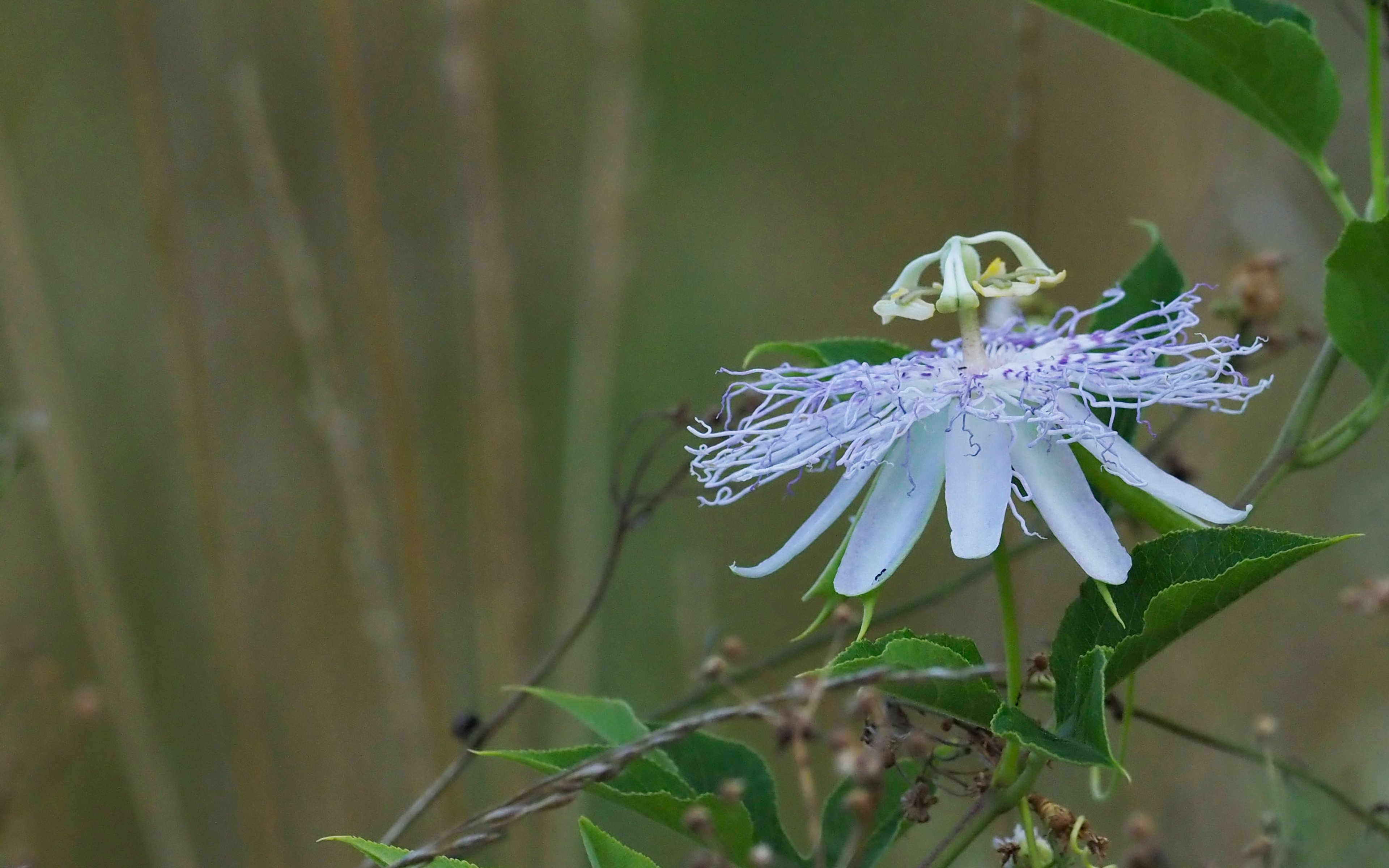 Passiflora incarnata flower