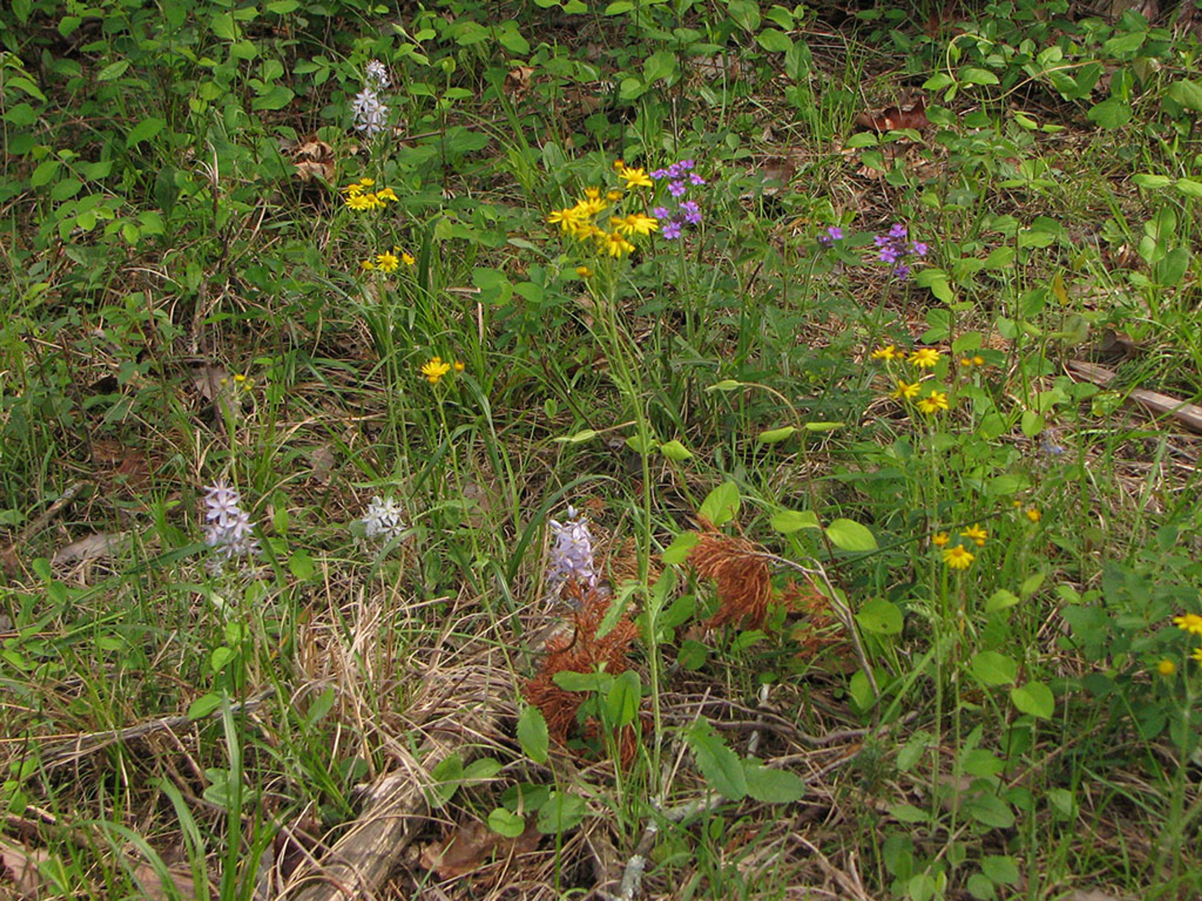 Companions Packera plattensis and Glandularia canadensis