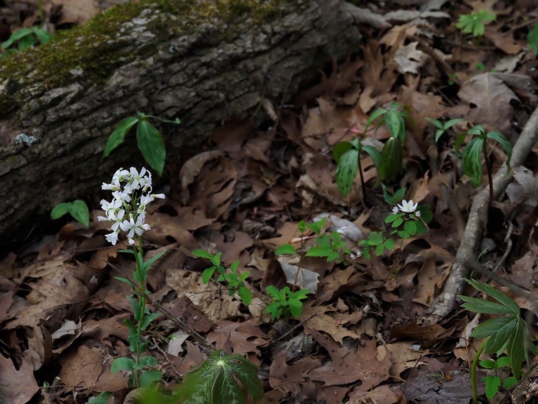 Trillium recurvatum, peltatum
