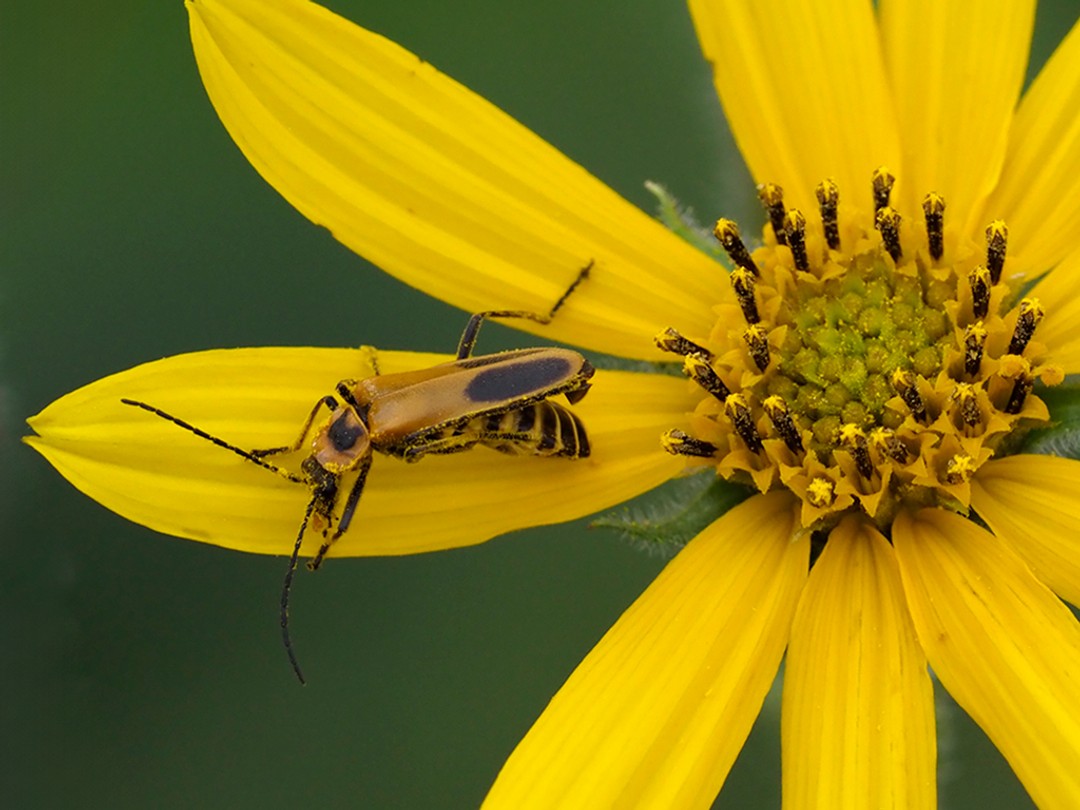 Soldier beetle