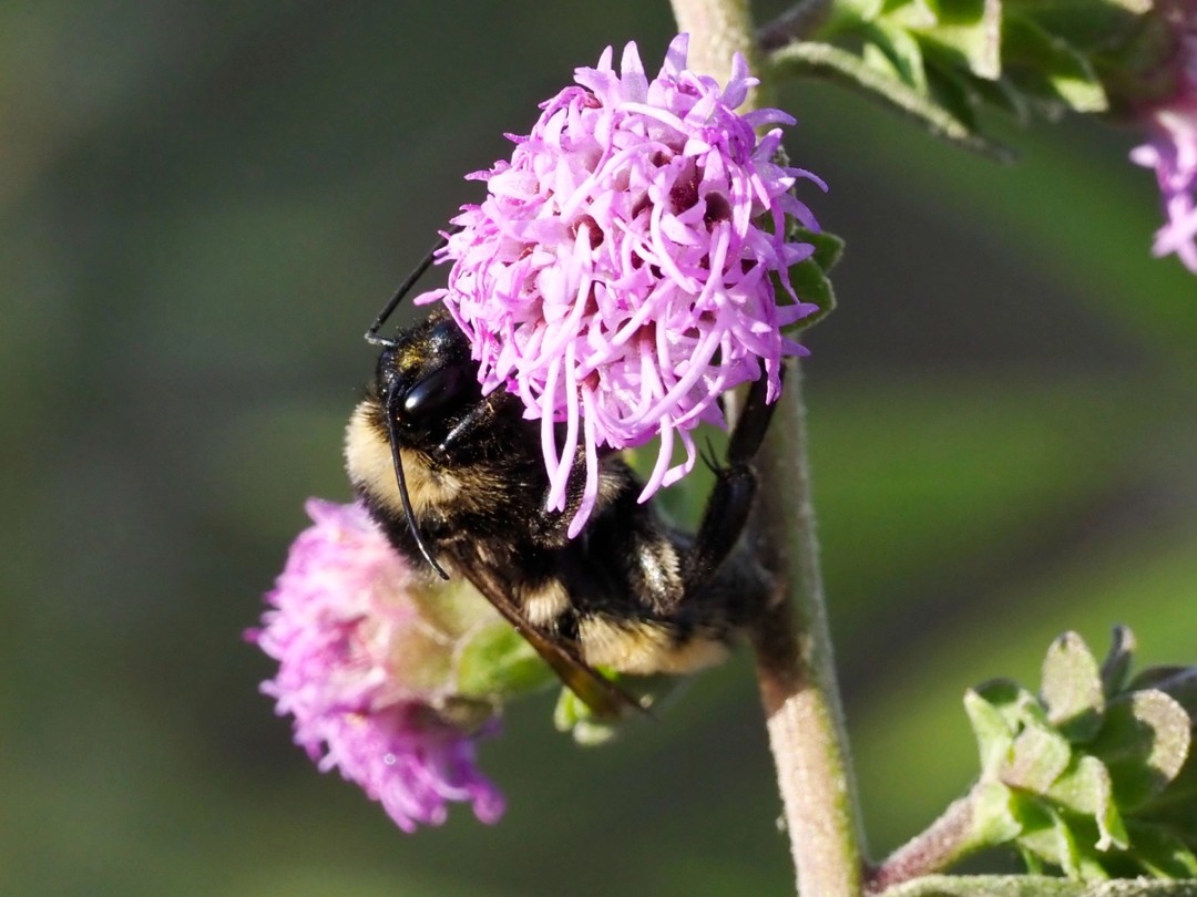 Female American Bumble Bee