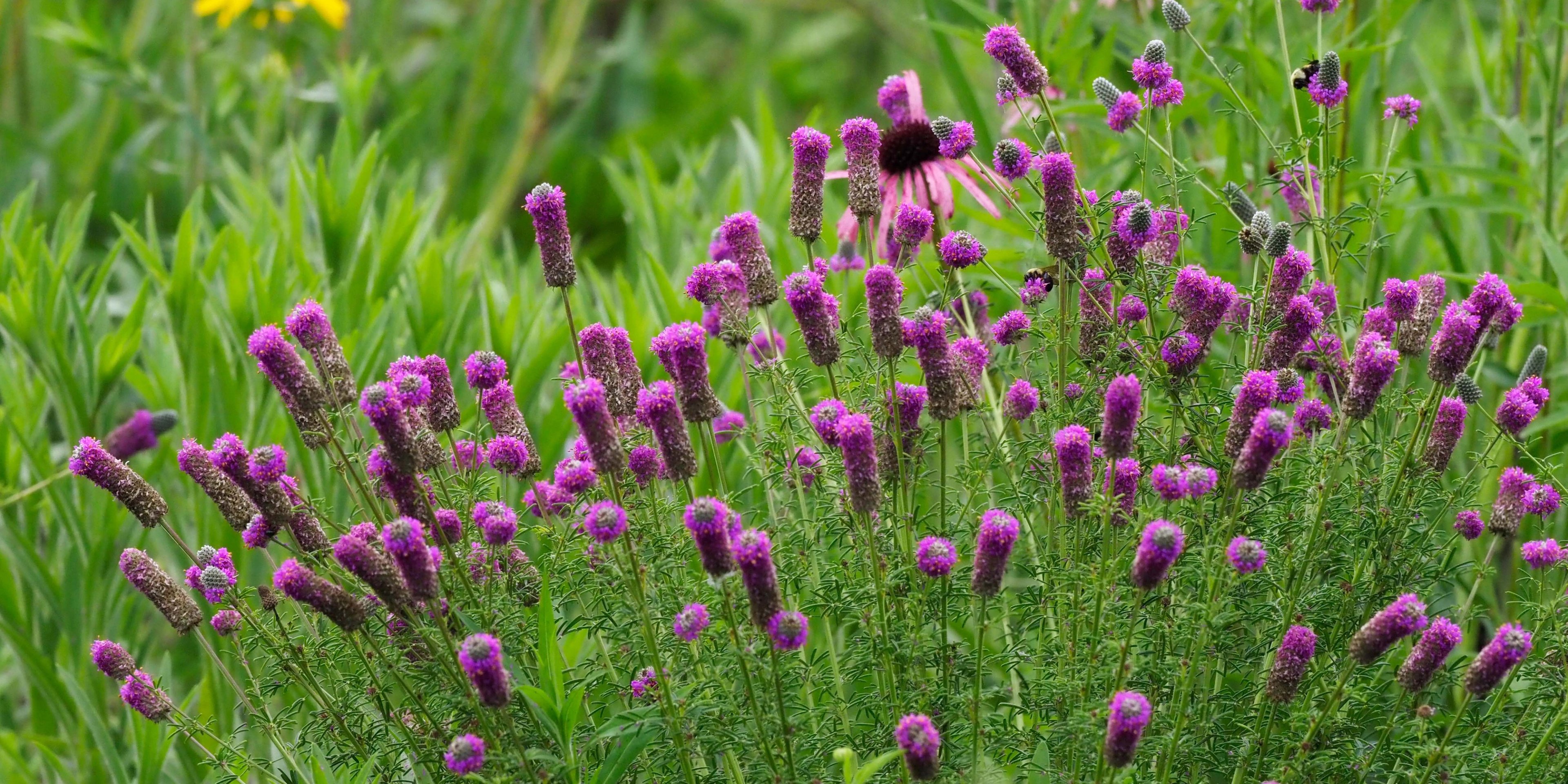 Purple flowers of Dalea purpurea