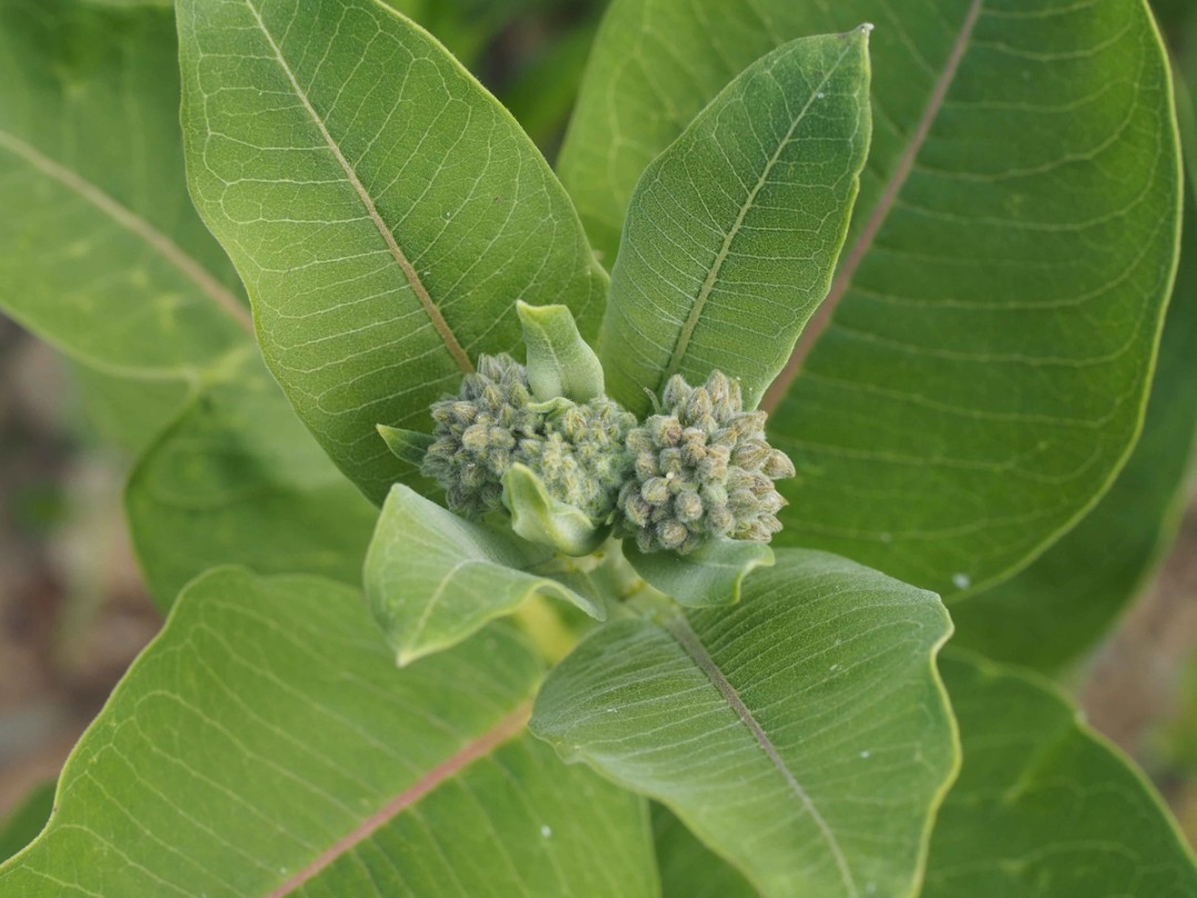 Many buds