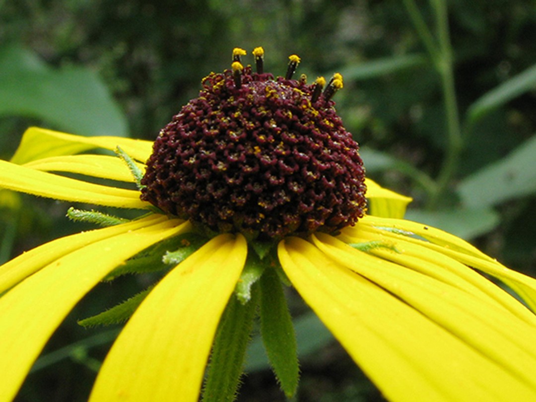 Disk flowers with pollen