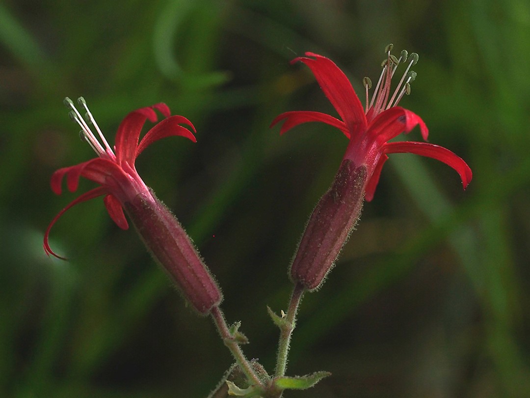Green stamens