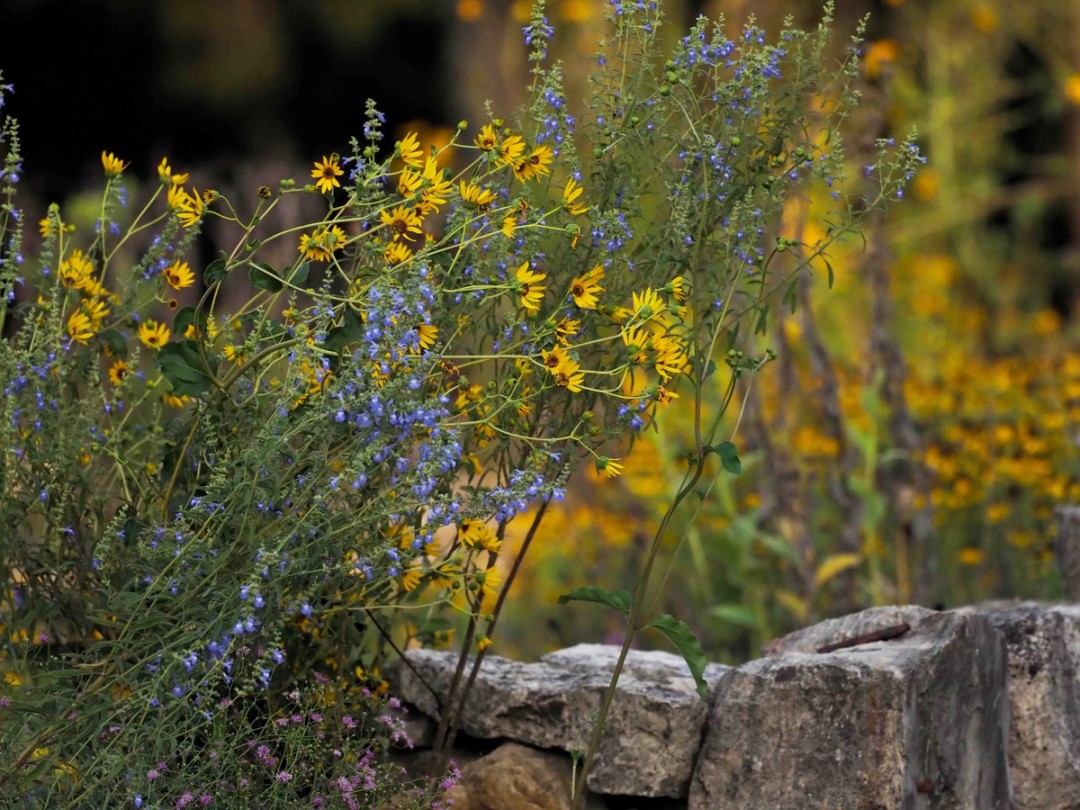 with Helianthus silphiodies