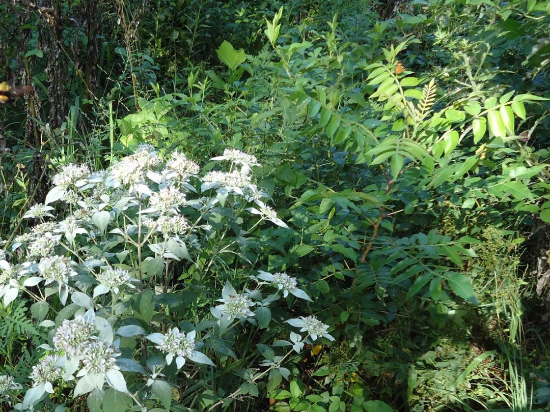 With Rhus copallinum 