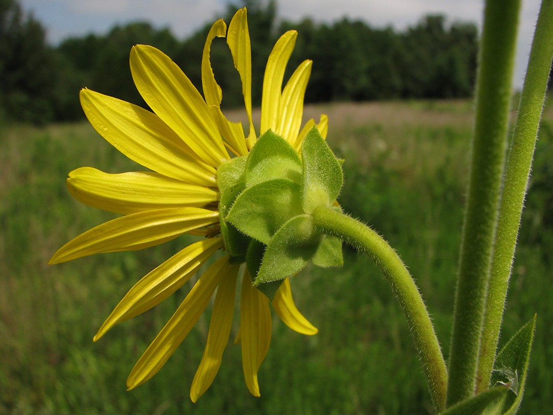 Bracts with short hairs