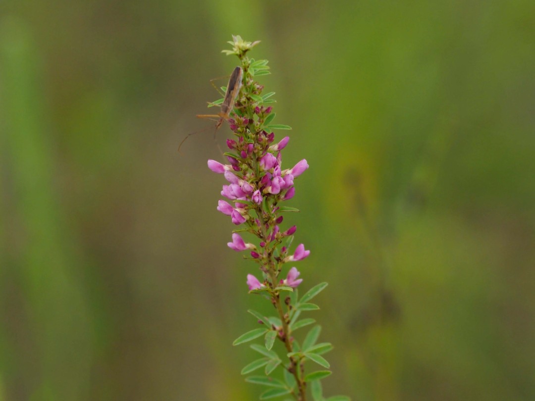 Slender Bush Clover (Lespedeza virginica)
