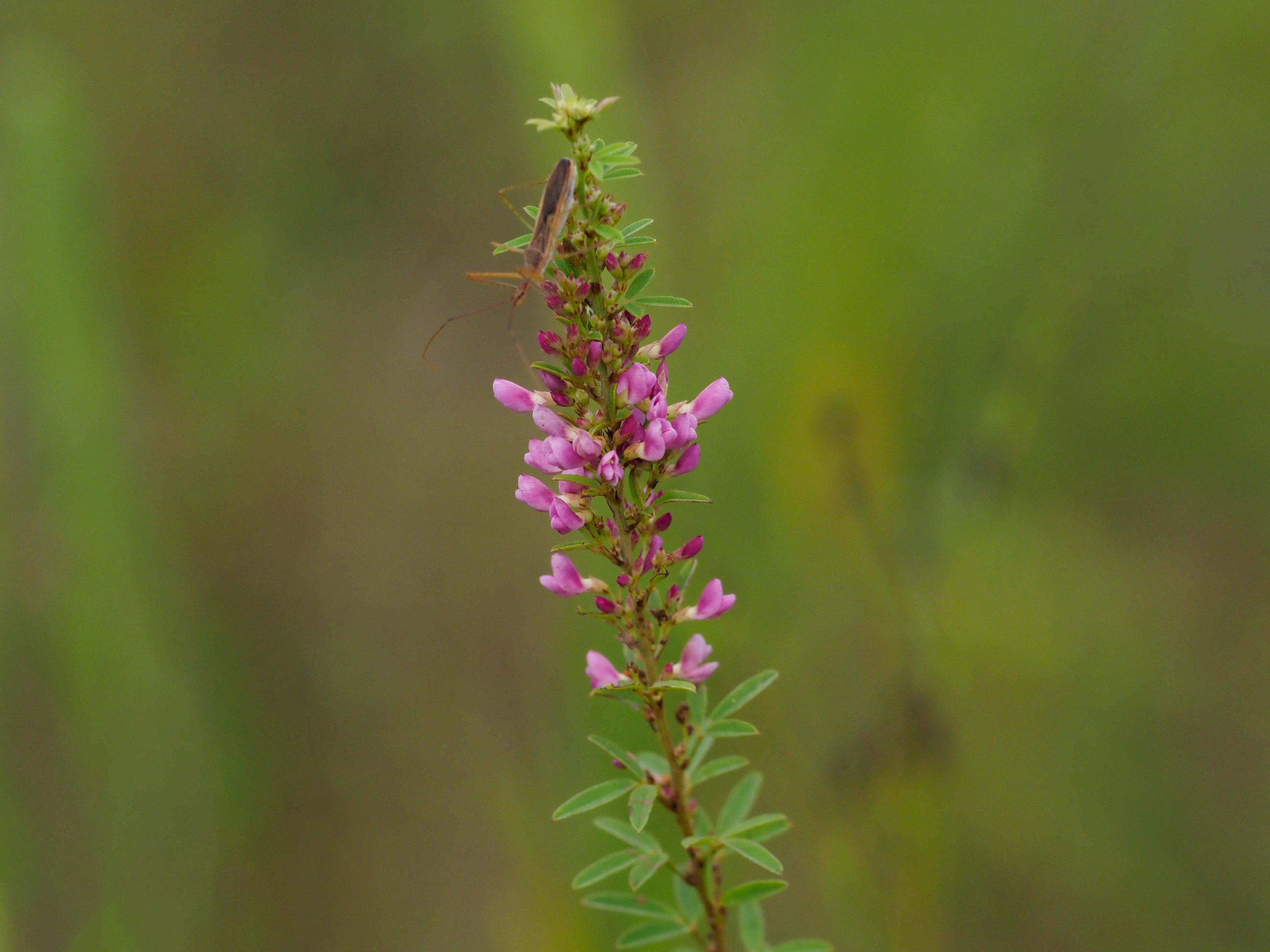 Lespedeza virginica