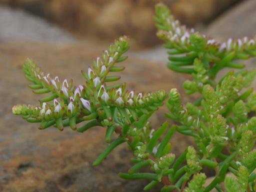 Small pink buds among plump green leaves