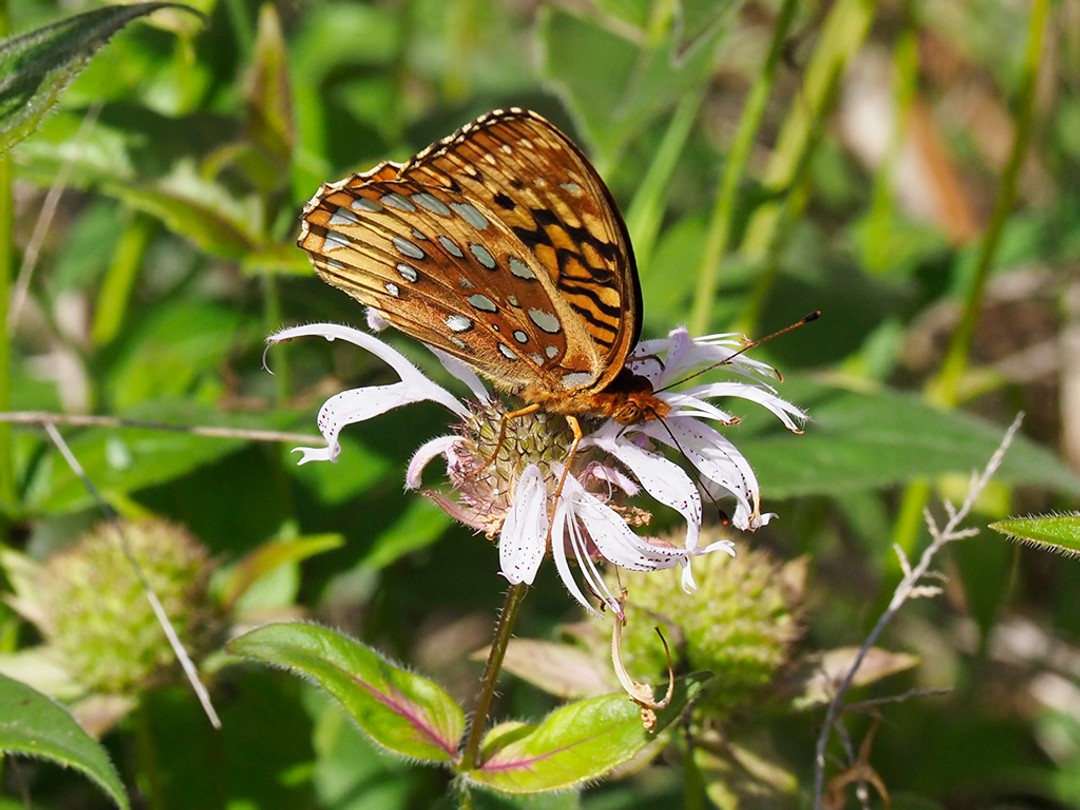 Great spangled fritillary
