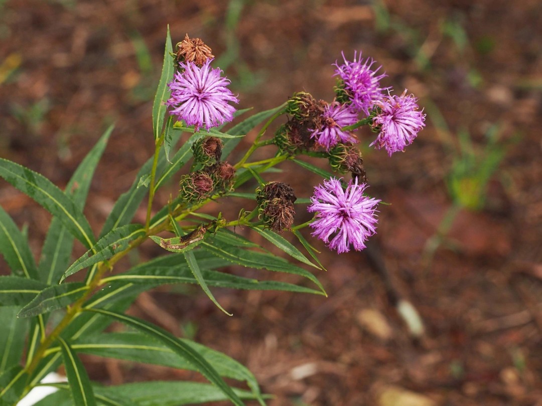 Late stage flowering
