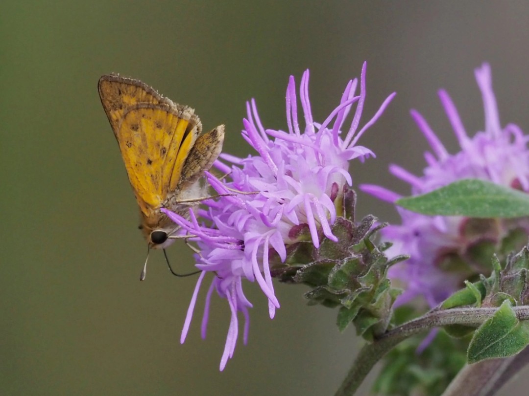 Fiery skipper