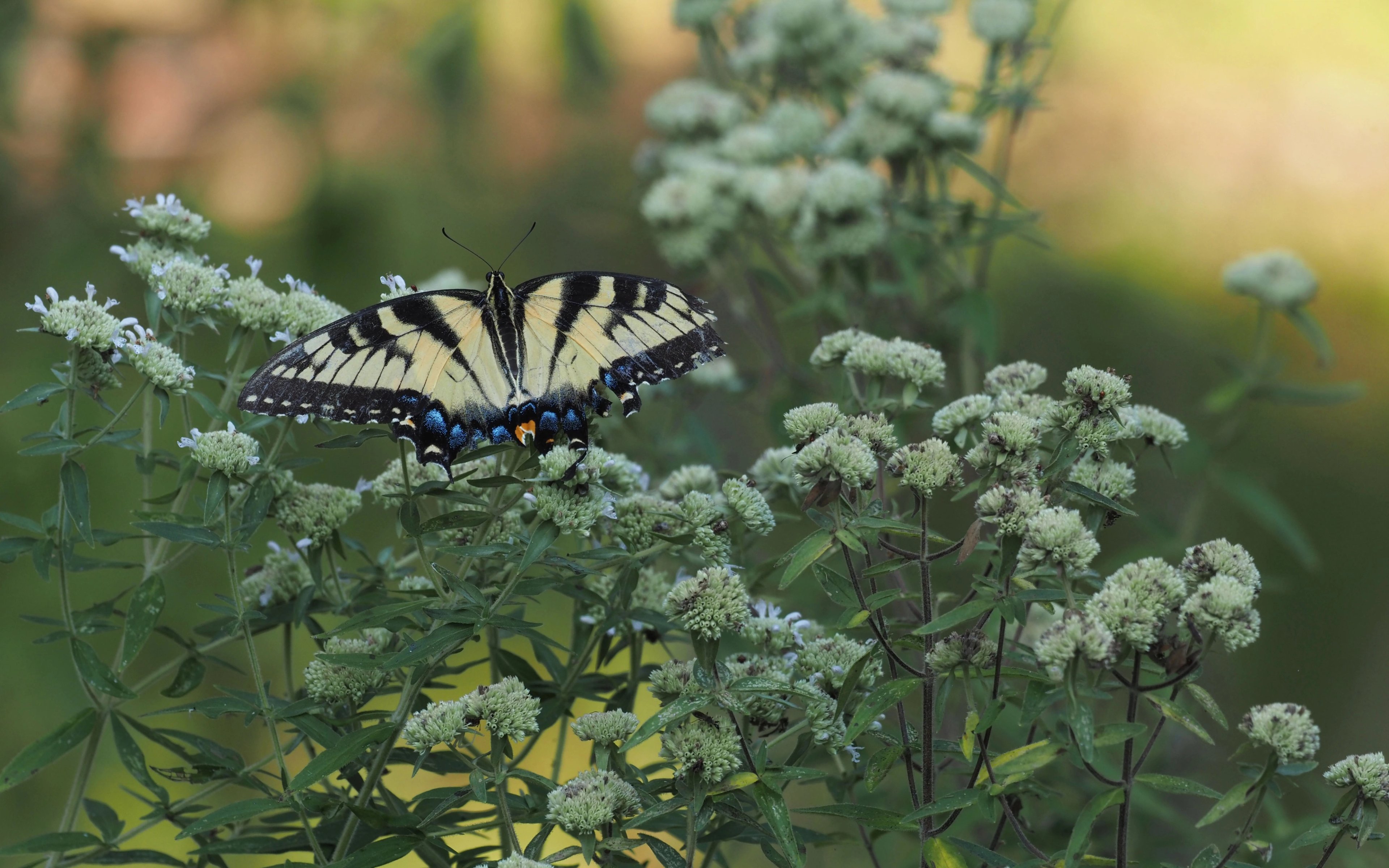 Pycnanthemum pilosum in morning sun