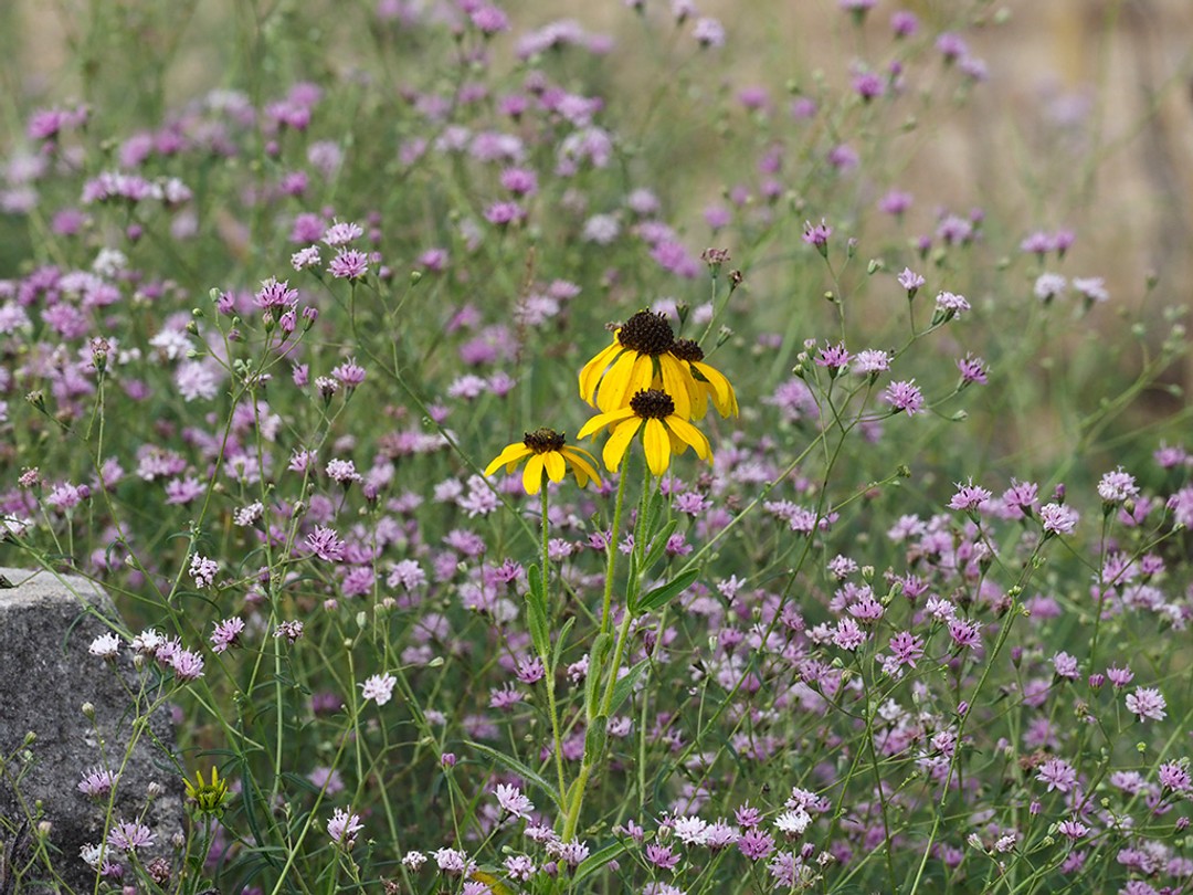 Rudbeckia missouriensis, Palafoxia callosa