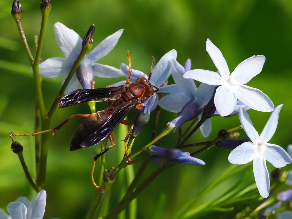 Metric Paper wasp nectaring on Amsonia ciliata