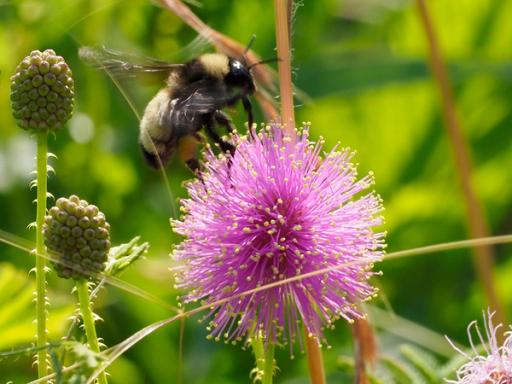Male American Bumble Bee