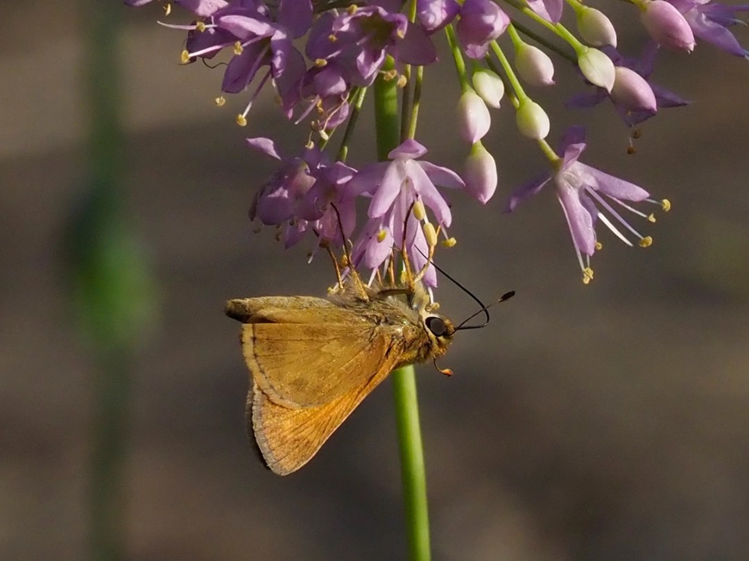 Huron skipper