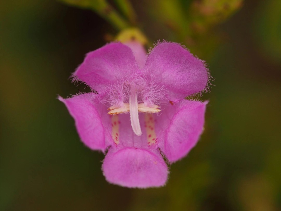 Protruding white style with horizontally positioned anthers