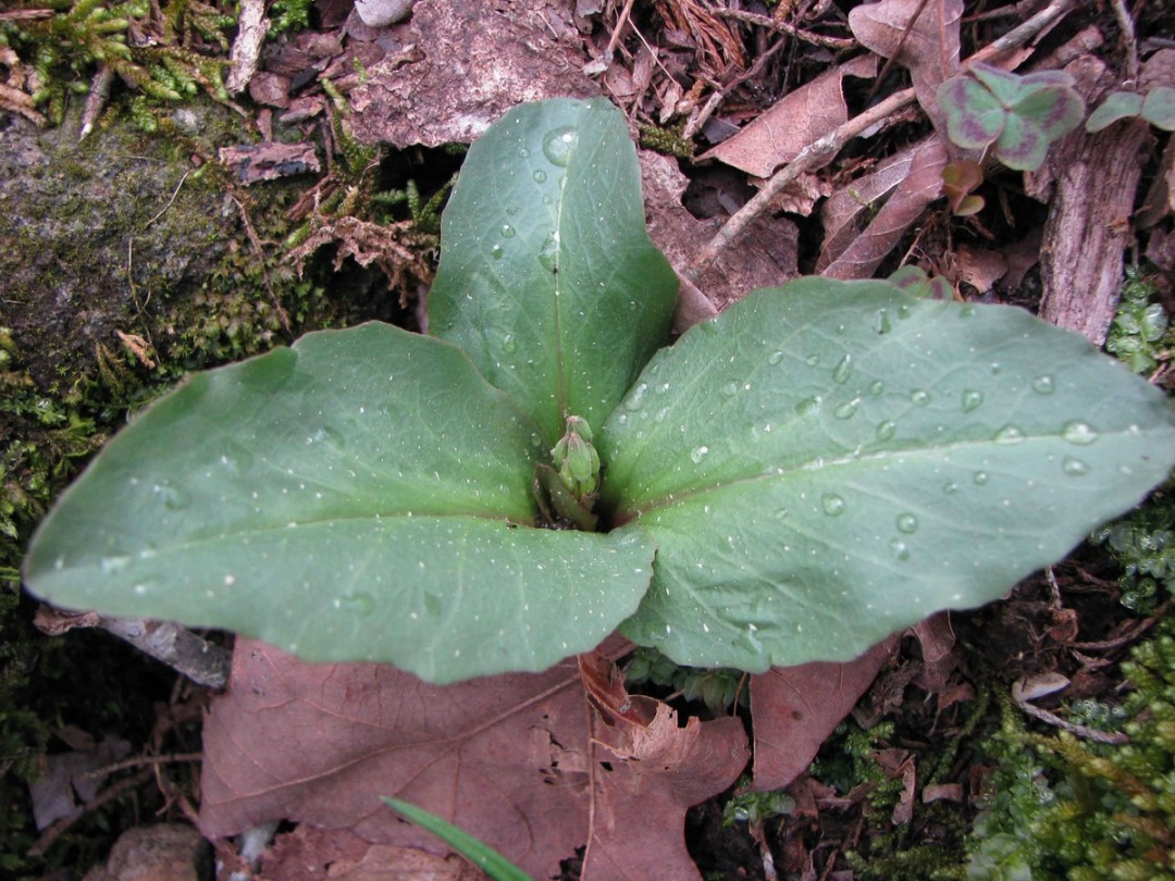 Leaves with early buds