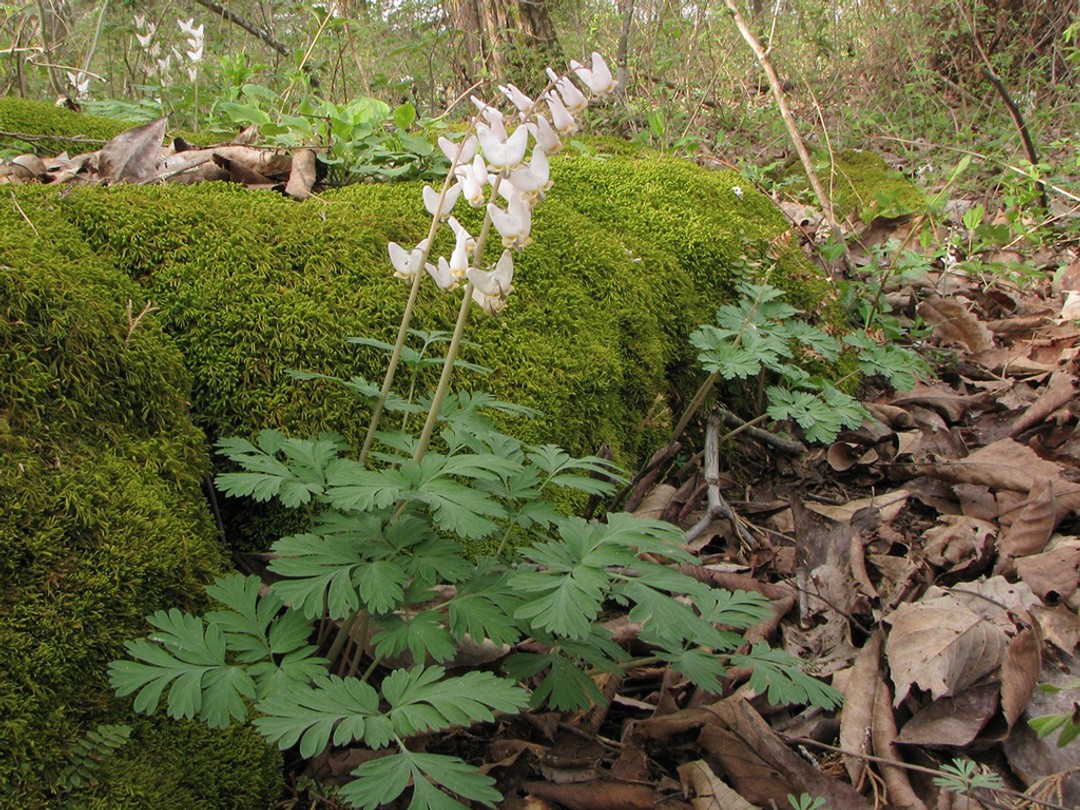 Soft white flowers dangle from the stem